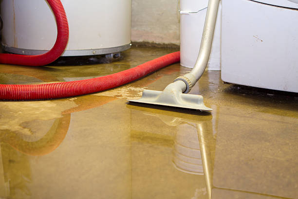 Best Professional water damage repair  in Ouray, CO